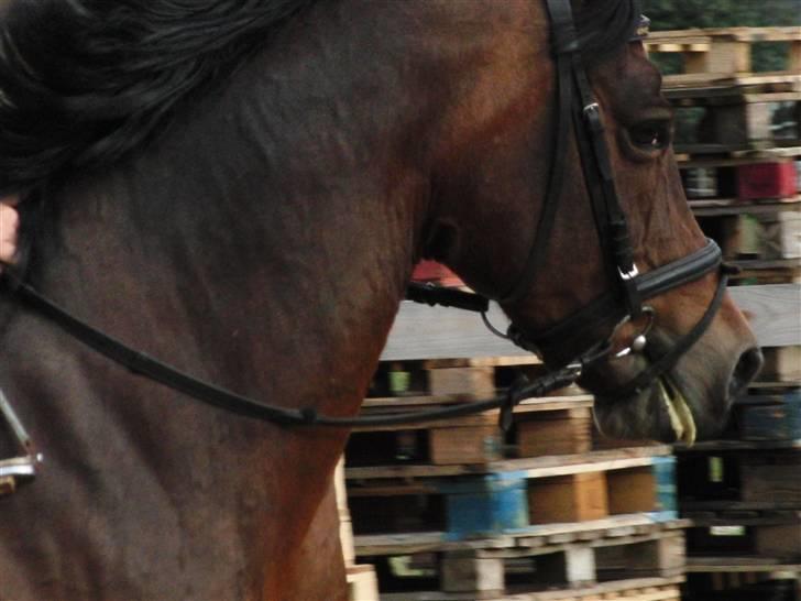 Anden særlig race Balarina Part *SOLGT* - 14# Fordi du er noget af det mest specielle <3 Vil aldrig kunne undvære dig :* Foto; Anastassia (; billede 14