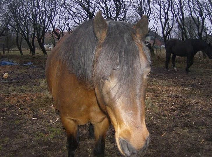 Anden særlig race Balarina Part *SOLGT* - 15# Fordi vi er lige så (u)perfekte <3 :* Og du har bare forandret dig sååå meget<3 Foto; Mig :) billede 15