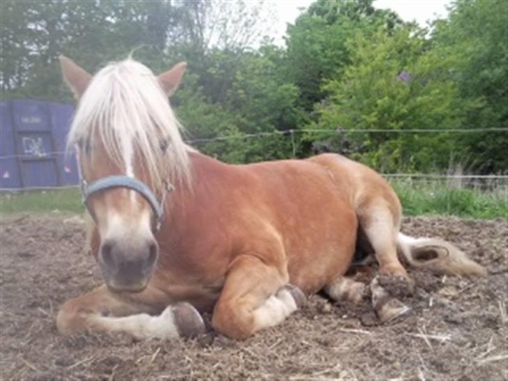 Haflinger Sandra. - Heej jeg hedder Alexandra, men jeg bliver kaldt Sandra.. Velkommen til min profil billede 1