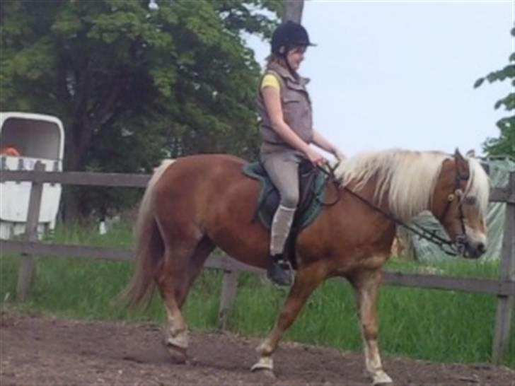 Haflinger Sandra. - sandra og Sabrina sammen.. Sabrina syndes hun ser tyk ud  billede 2