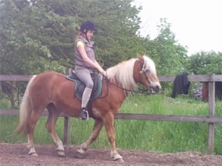 Haflinger Sandra. - Orrh søde Sandra du er bare dejlig !!! billede 3