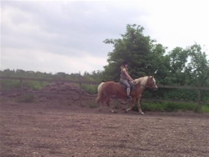 Haflinger Sandra. - sandra og Sabrina sammen.. Sabrina syndes jeg er sød xD billede 4