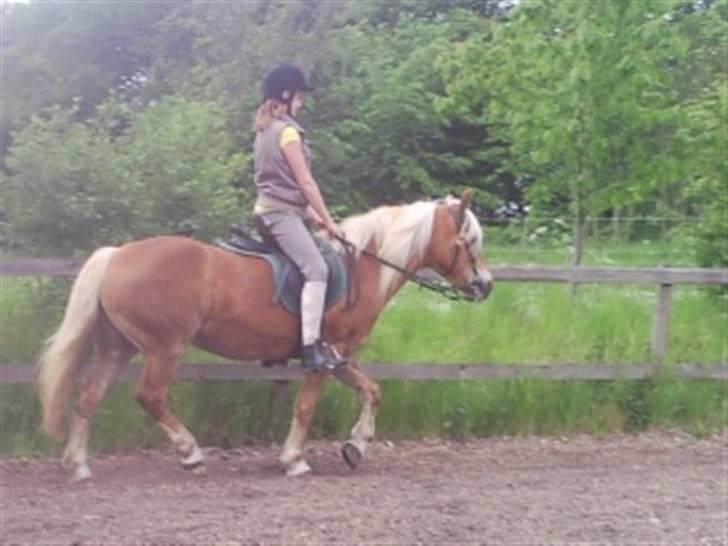 Haflinger Sandra. - Sabrina din kegle!!  billede 5