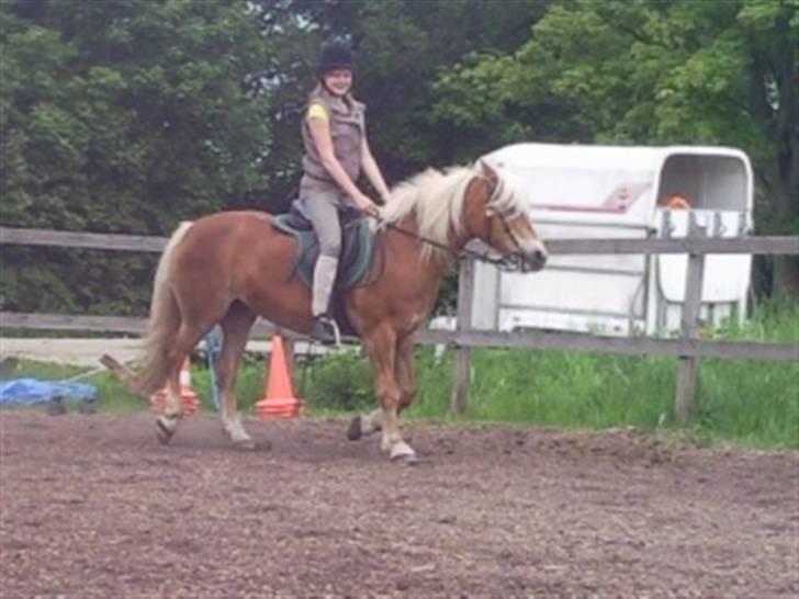 Haflinger Sandra. - I trav .. ikk fin holdning .. Sabrinas skyld !!! :D billede 6