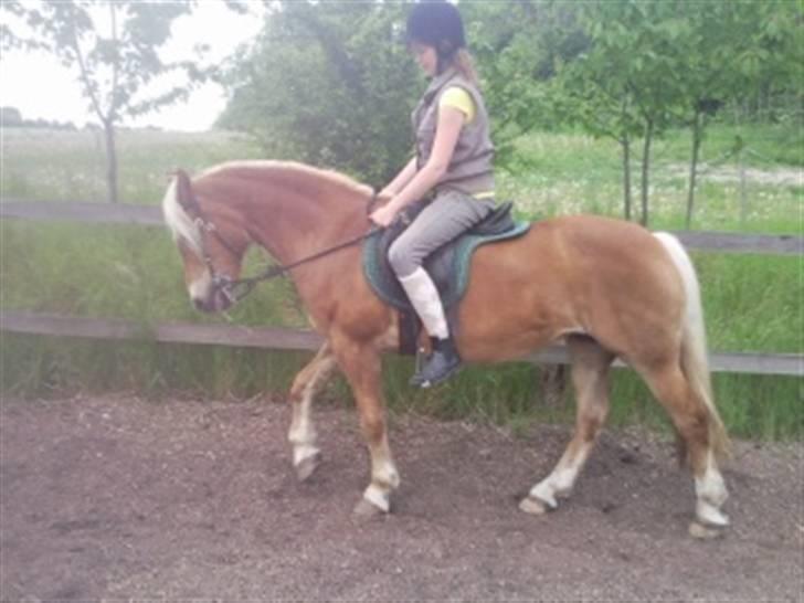 Haflinger Sandra. - fiiin holdning  billede 7