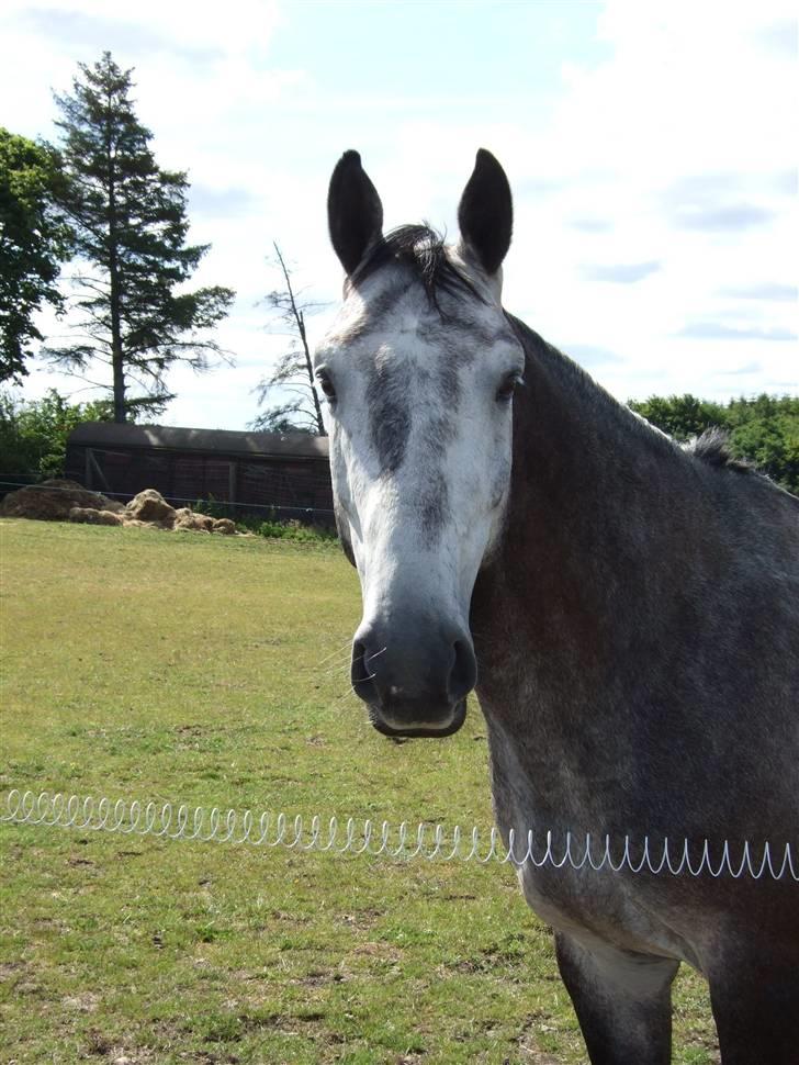 Holstener Claudius (Dunkel)  - Velkommen til Dunkel´s profil :) <3  billede 1