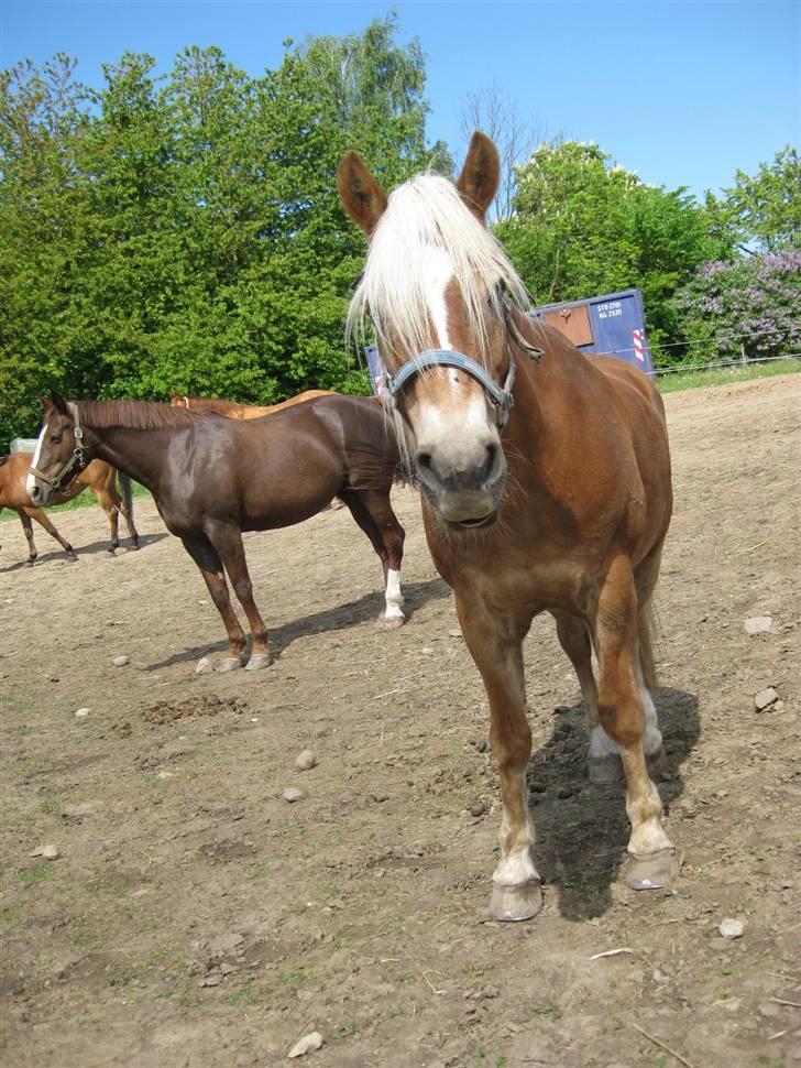 Haflinger Sandra. - Sandra på fold sammen med 2andre heste ? billede 8