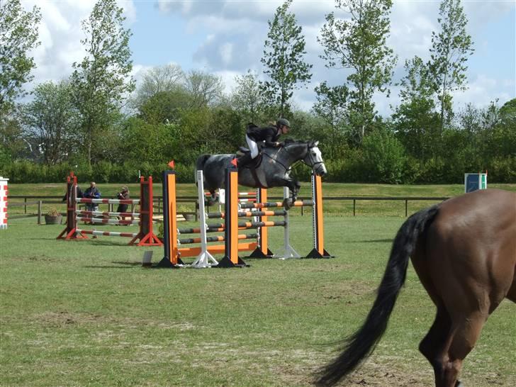Holstener Claudius (Dunkel)  - Stævne i Ikast LA <3  billede 2