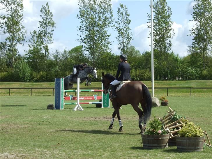 Holstener Claudius (Dunkel)  - Stævne i Ikast LA :)<3  billede 3
