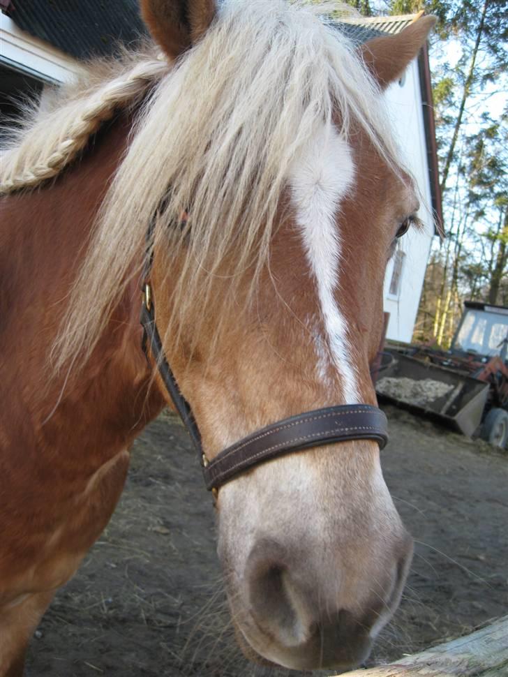 Haflinger Sandra. - Sandra i nærbilled ?? Flot fletning!! billede 9
