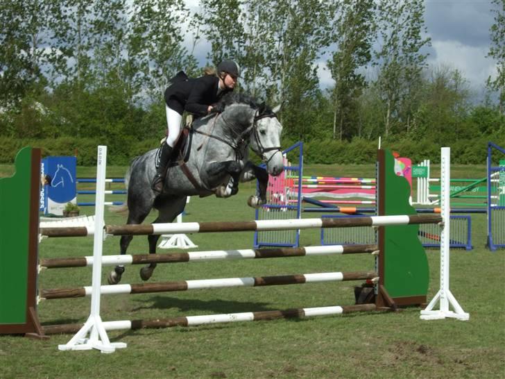 Holstener Claudius (Dunkel)  - Stævne i Ikast LA :)<3  billede 4