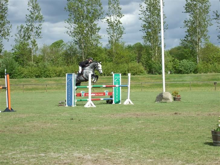 Holstener Claudius (Dunkel)  - Stævne i Ikast LA <3  billede 5