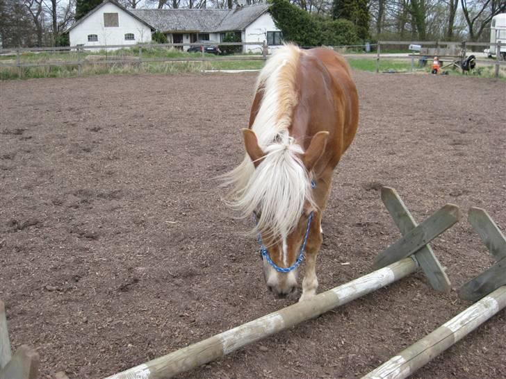 Haflinger Sandra. - Hvad er det der?? dette er spring, du har vel sprunget noget før ?? heh jaa du har xD billede 10