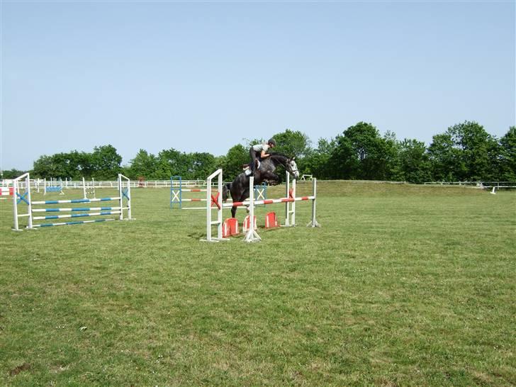 Holstener Claudius (Dunkel)  - Træning :)  billede 6