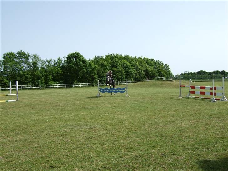 Holstener Claudius (Dunkel)  - Træning :)  billede 7