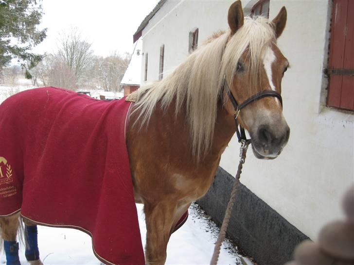 Haflinger Sandra. - Sandra i sneen i vinters 2008 billede 11