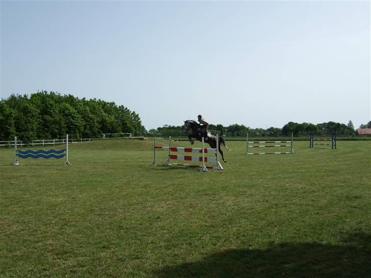 Holstener Claudius (Dunkel)  - Træning :)  billede 8