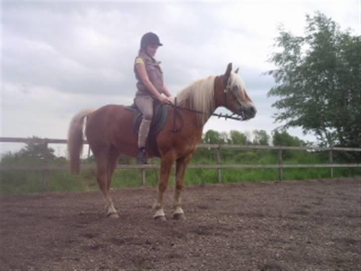 Haflinger Sandra. - Sandra skider xD Sbrina venter  billede 12