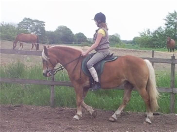 Haflinger Sandra. - Sandra i fin holdning .. Sabrina er bare tyk siger hun selv xD billede 14