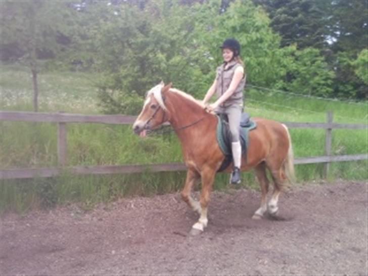 Haflinger Sandra. - sandra og Sabrina sammen.. tjek lige sandra´s hoved xD hun rækker tunge xD billede 15