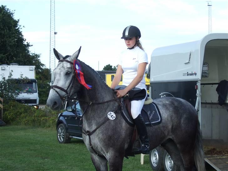Holstener Claudius (Dunkel)  - Dunkel til stævne <3  billede 10