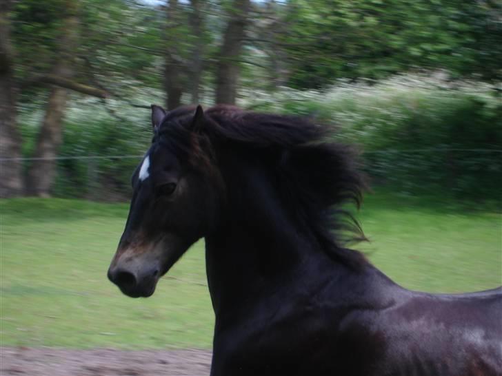 Welsh Partbred (Sec F) Backersdals Gaston  - Galop;) Foto: Signe© billede 2