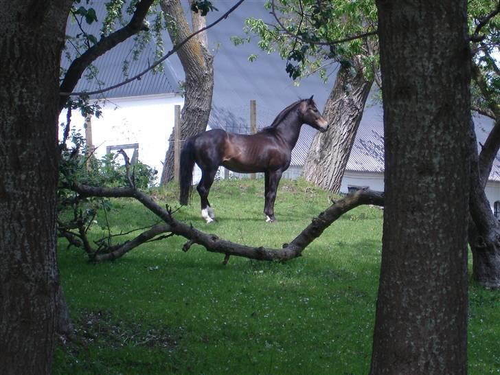 Welsh Partbred (Sec F) Backersdals Gaston  - Er jeg bare for lækker?C: Foto: Signe© billede 3