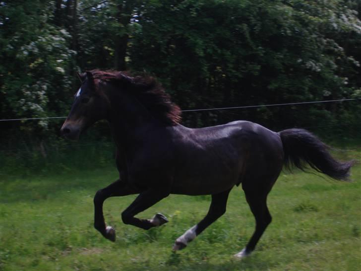 Welsh Partbred (Sec F) Backersdals Gaston  - Gallop<3 Foto: Signe© billede 4