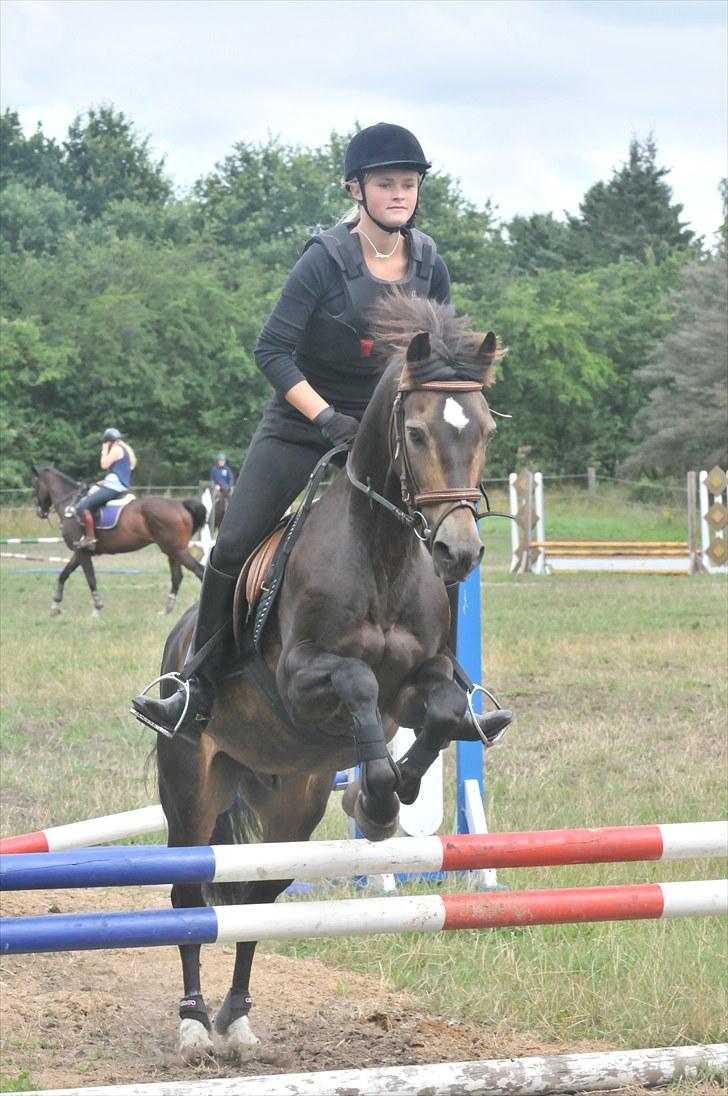 Welsh Partbred (Sec F) Backersdals Gaston  - lidt Spring, :D billede 6