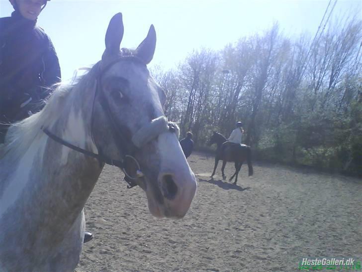 Anden særlig race Leifi <'3 - anna der er ude og ride på mig :)  billede 16