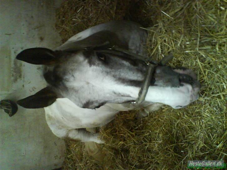 Anden særlig race Leifi <'3 - jeg tror jeg tager en lur godnat alle sammen  billede 17