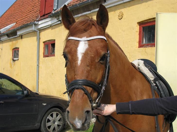 Hollandsk Sportspony Lorenzo solgt :/  - Køn pony <3 billede 20