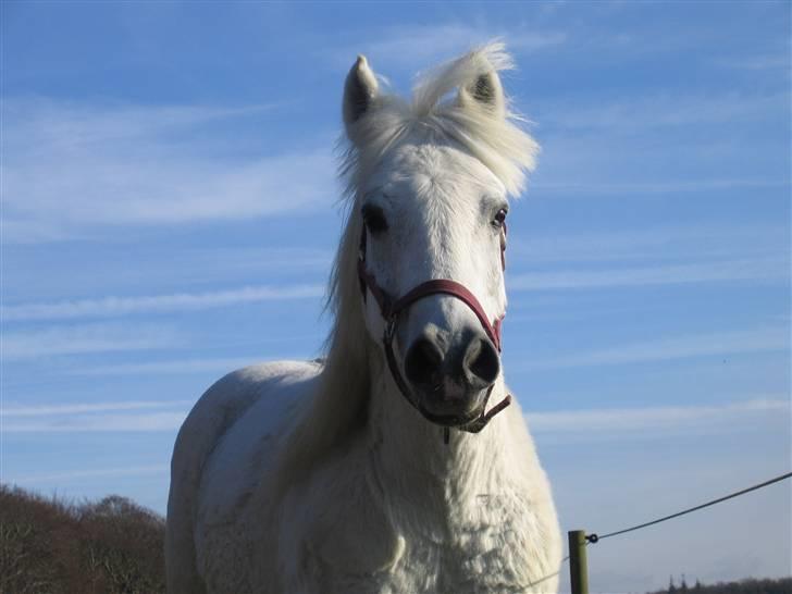 Anden særlig race Husar - Husars sidste dag - snøft billede 1