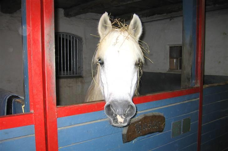 Anden særlig race Husar - Husars sidste dag - snøft billede 2