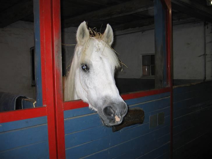 Anden særlig race Husar - Husars sidste dag - snøft billede 3