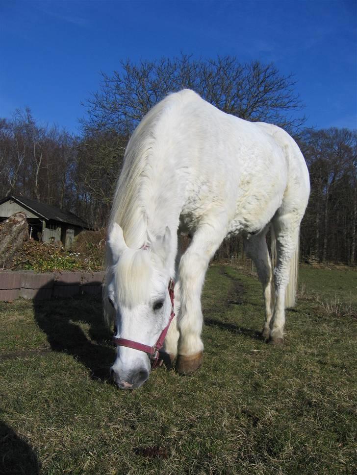 Anden særlig race Husar - Husars sidste dag - snøft billede 4