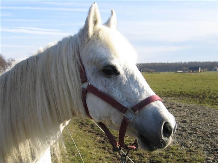 Anden særlig race Husar - Husars sidste dag - snøft billede 5