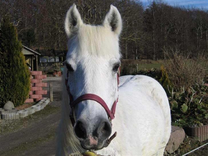 Anden særlig race Husar - Husars sidste dag - snøft billede 6