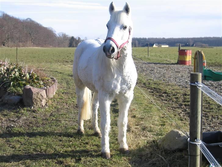 Anden særlig race Husar - Husars sidste dag - snøft billede 7