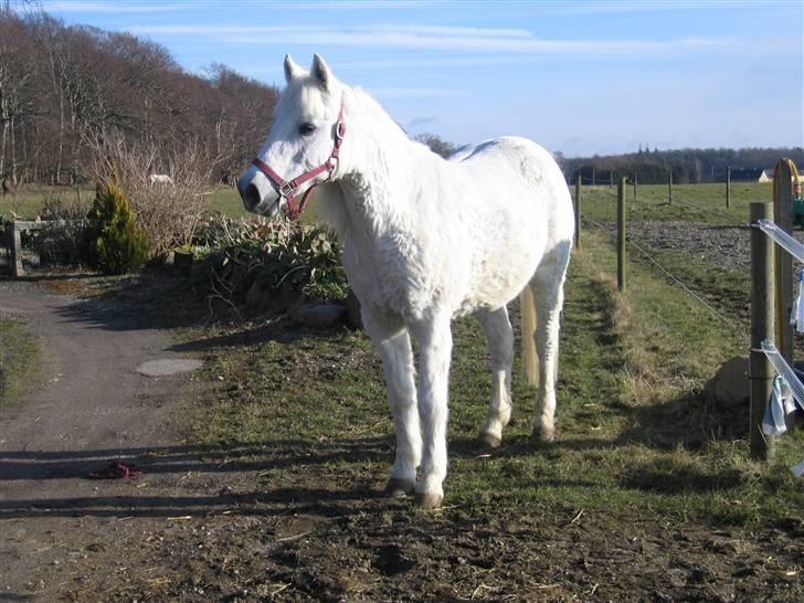 Anden særlig race Husar - Husars sidste dag - snøft billede 8