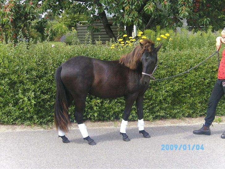 Islænder Sjörnunött - Stjernen d. 21 maj *Team Bækdalen* billede 6