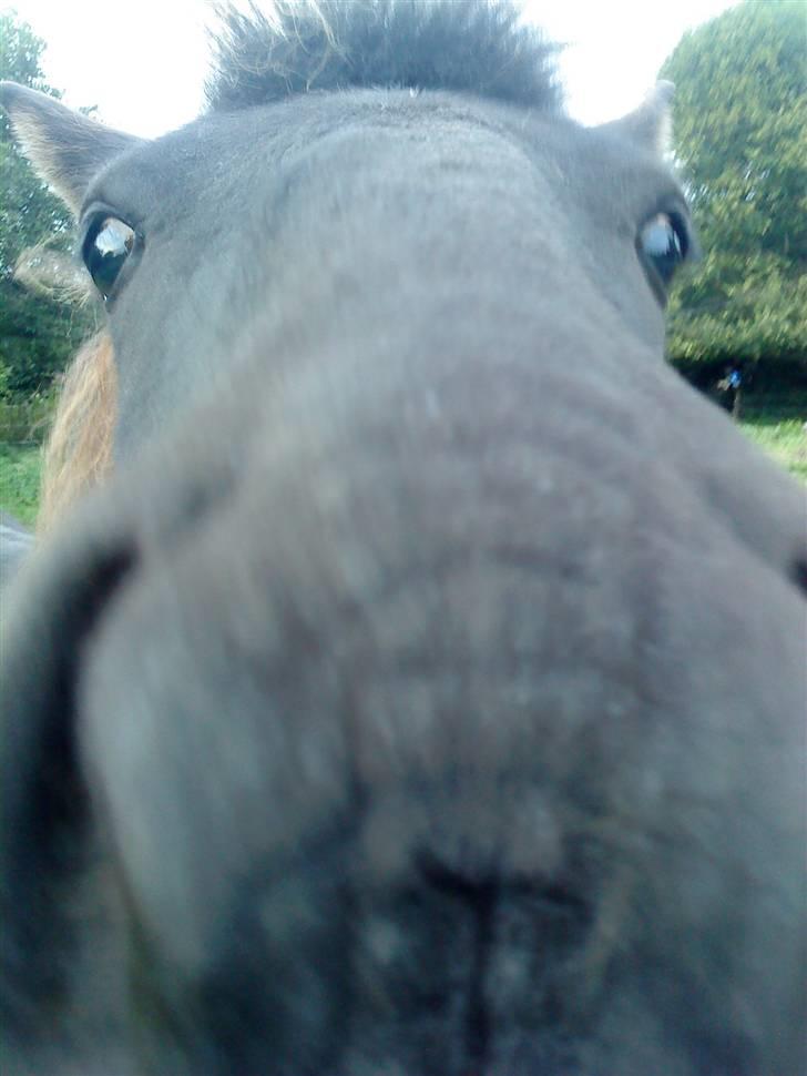 Islænder Sjörnunött - <3 billede 7