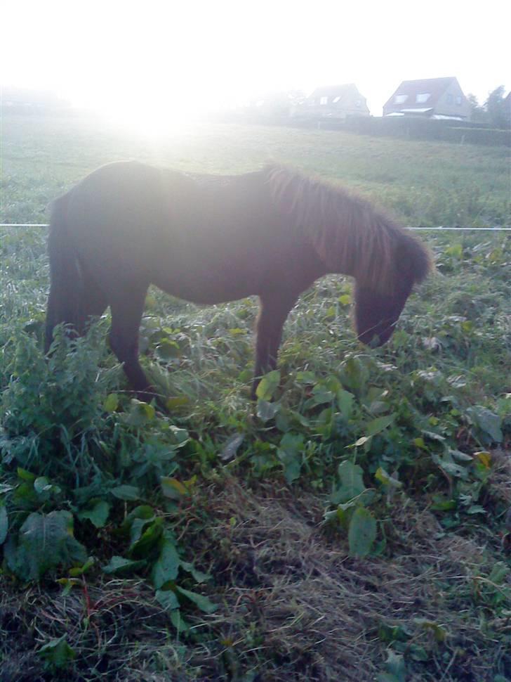Islænder Sjörnunött billede 8