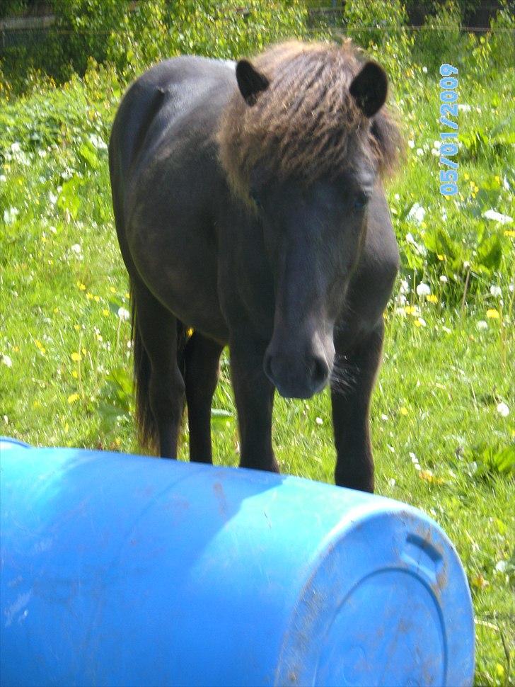 Islænder Sjörnunött billede 9