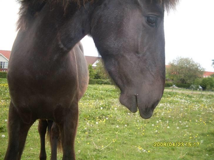 Islænder Sjörnunött billede 10