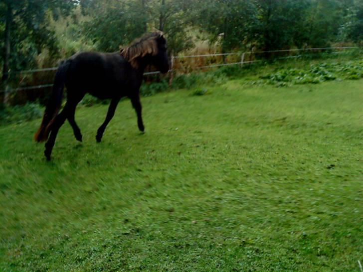 Islænder Sjörnunött billede 11