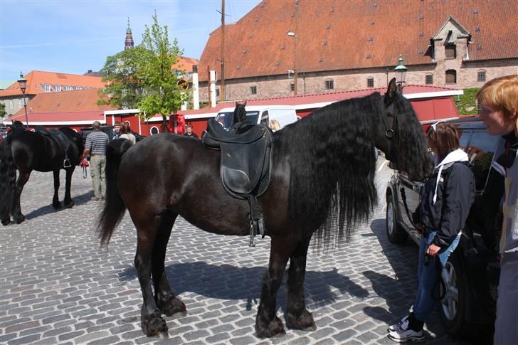 Frieser Uljke J (Paris)  - Henning og Paris på Christiansborg til 100 års jubilæum for hestenesværn billede 2