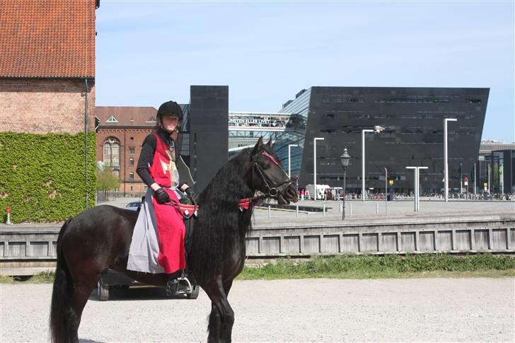 Frieser Uljke J (Paris)  - Henning og Paris på Christiansborg til 100 års jubilæum for hestenesværn  billede 3