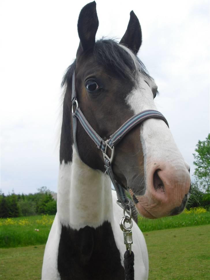 Anden særlig race Skonhøjs Special - Er lige kommet hjem billede 9