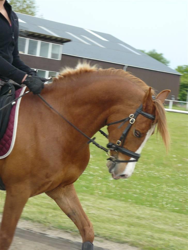 DSP Son of a Bitsch - #16# Dressur d. 22/5-09. billede 14